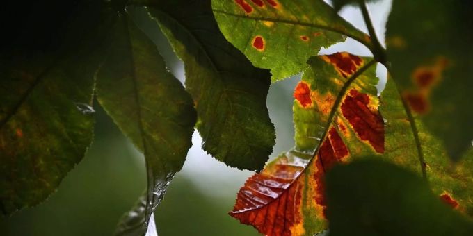 Jahreszeiten - Wann beginnt der Herbst?