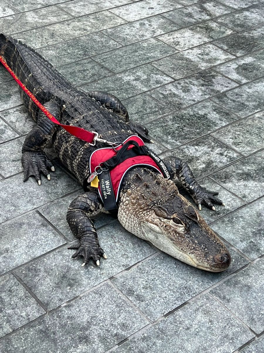 Der Alligator Wally sorgt immer wieder für Staunen.