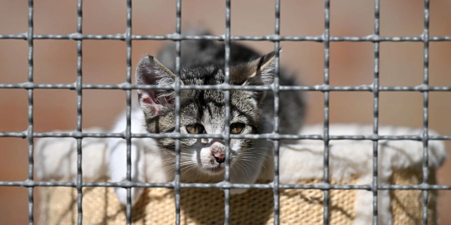 Der Deutsche Tierschutzbund befürchtet angesichts gestiegener Preise eine neue Abgabewelle von Haustieren und das Aus vieler Tierheime.