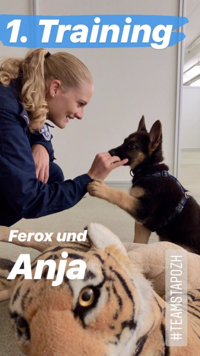 Der kleine Helfer bei seinem ersten Training. Polizeihund