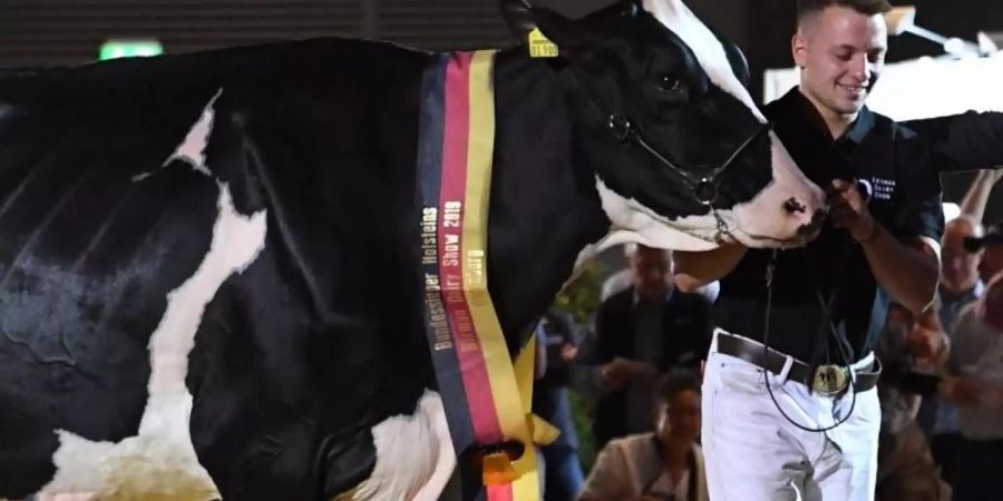 Die schönste von allen: Die Holsteiner-Kuh Alessja aus dem niedersächsischen Emsbüren. Foto: Christine Massfeller/Bundesverband Rind und Schwei