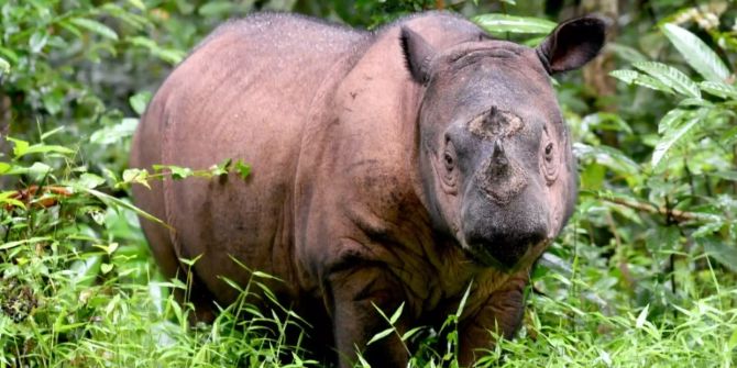 Sumatra nashorn