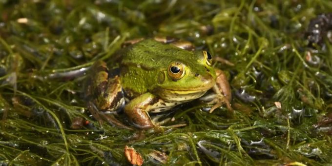 Wasserfrosch Frosch