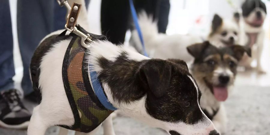 Abgegeben, ausgesetzt oder beschlagnahmt: Die Zahl der Hunde in Schweizer Tierheimen hat sich im vergangenen Jahr erhöht - auch wegen des härteren Durchgreifens der Behörden. (Symbolbild)