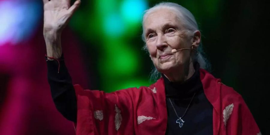 Die britische Verhaltensforscherin Jane Goodall bei ihrem Vortrag «Reasons for Hope» in München. Foto: Sven Hoppe