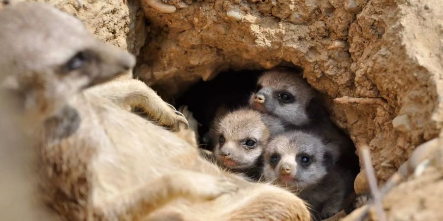 Kleine Erdmännchen-Jungtiere schauen aus ihrem Bau im Zoo Basel.