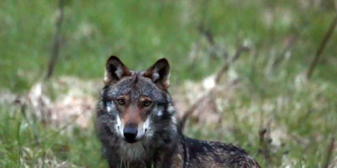 Ein Wolf auf einer Wiese. (Archivbild) wolf