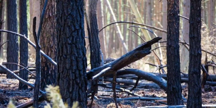 Verkohlte Baumstämme zeugen von dem Waldbrand auf dem Truppenübungsplatz bei Lübtheen im Juni. Foto: Jens Büttner