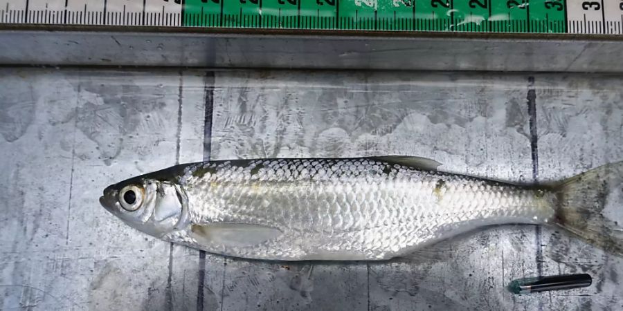 Fische wie diese Laube werden mit sogenannten Pit-Tags (unten rechts) markiert, um Fischtreppen zu testen. Der Funk-Chip wird in die Bauchhöhle des Fisches platziert.