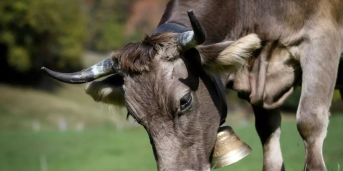 Schweizer Bauern streiten über Kuhhörner - SWI