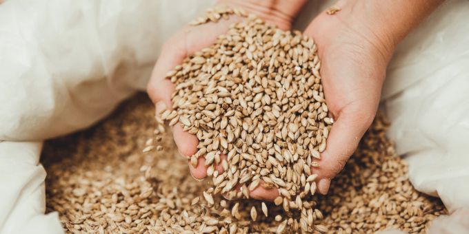 Gluten ist vor allem in Weizenprpodukten enthalten. Weizenkörner in männlicher Hand.