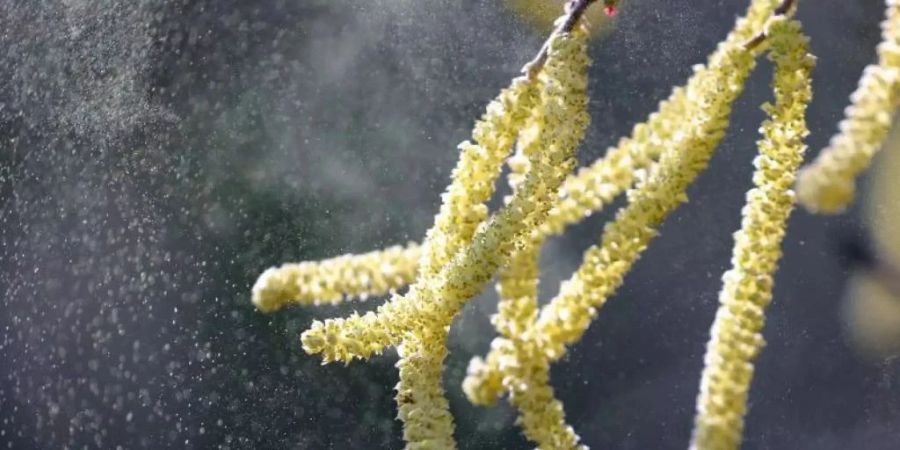 Putzinstitute erhalten die meisten Anfragen erst nach Anflug der Pollen.