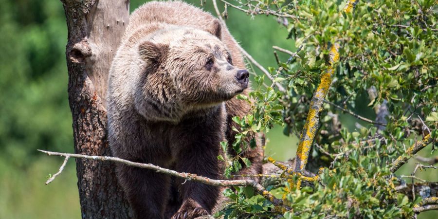 Ein Braunbär in seinem Gehege im bayerischen Wildpark Poing.