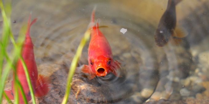 Goldfische werden oft als Haustiere im Teich gehalten. Goldfische werden oft als Haustiere im Teich gehalten.