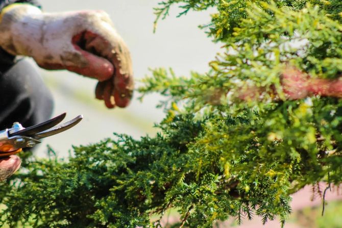 Hecke Strasse angrenzen zurückschneiden