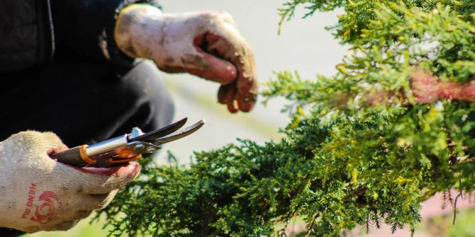 Hecke Strasse angrenzen zurückschneiden