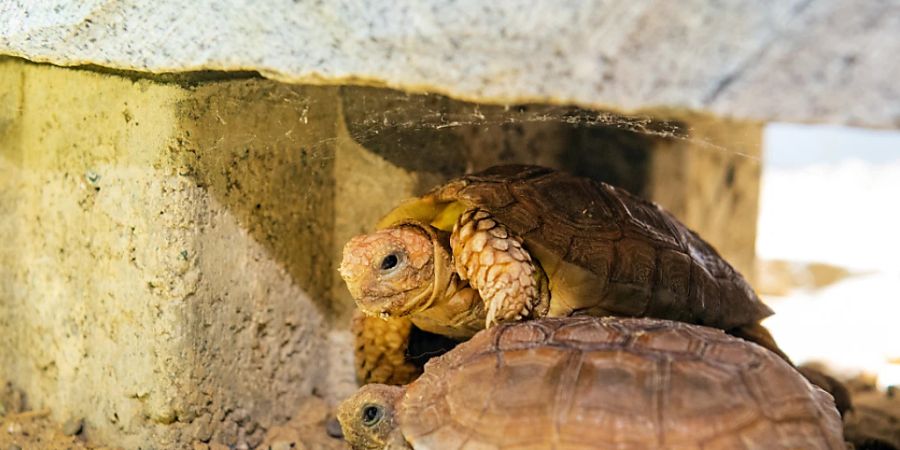 Klein und sehr selten: Boulengers Flachschildkröten im Basler Zolli.