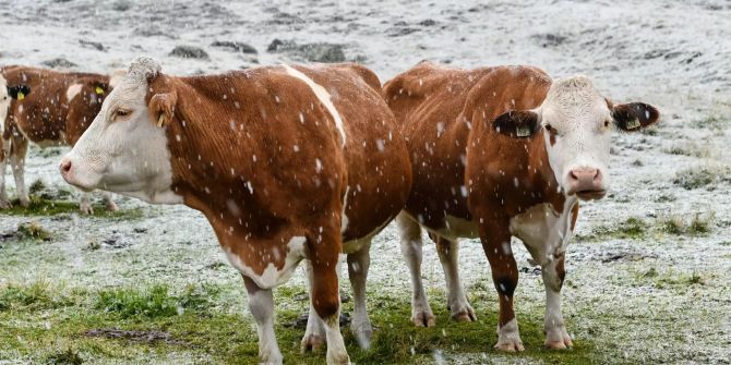 Wintereinbruch in Österreich