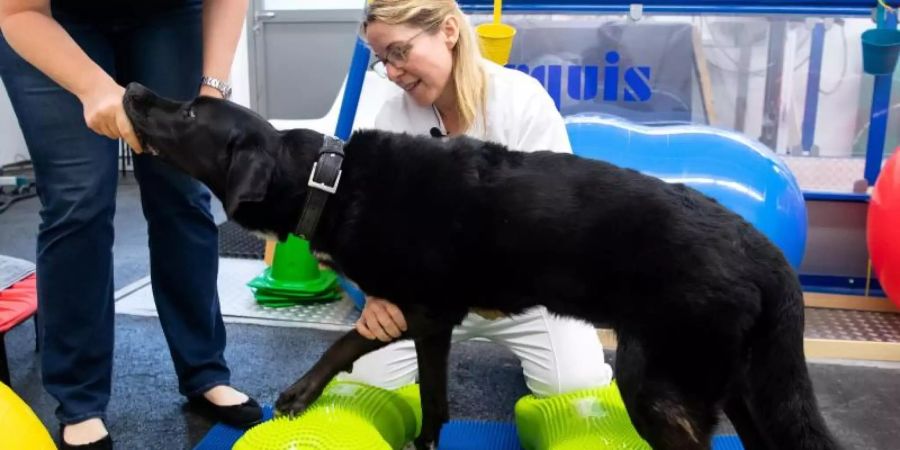 Aktuell wird Rosi nur vorbeugend mit Physiotherapie behandelt, was im Münchner Zentrum ungefähr 80 Euro pro einstündiger Einheit kostet. Foto: Sven Hoppe