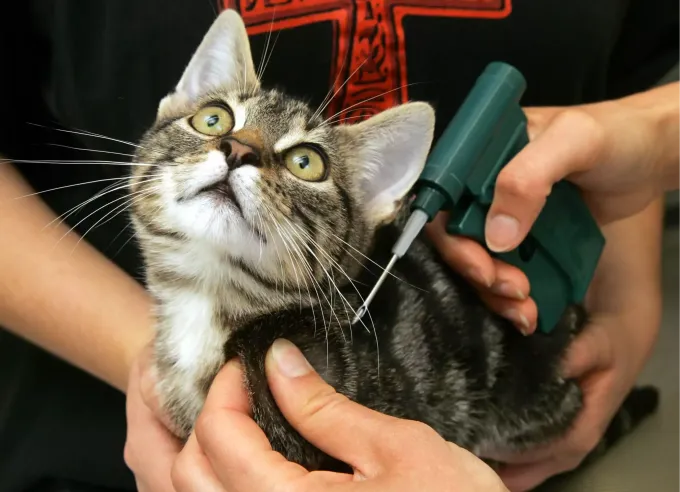 Nationalrat Gegen Chip Obligatorium Für Katzen