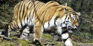Neue Tigerdame kommt aus dem dänischen Zoo in die Tigeranlage.