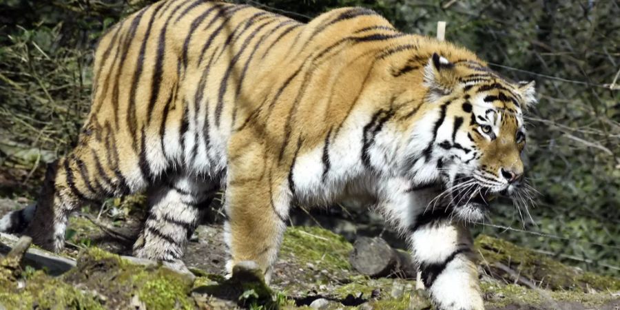 Neue Tigerdame kommt aus dem dänischen Zoo in die Tigeranlage.