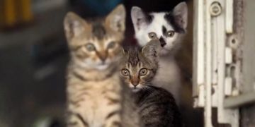 katzenallergie