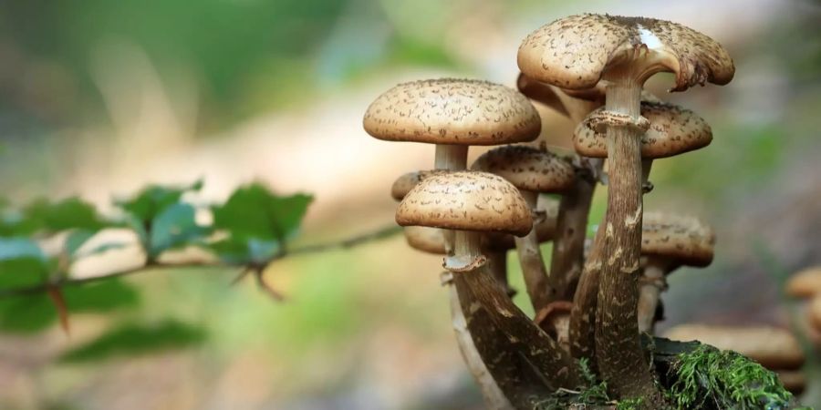 Keine Pilze sammeln vom ersten bis zum zehnten Tag jedes Monats.