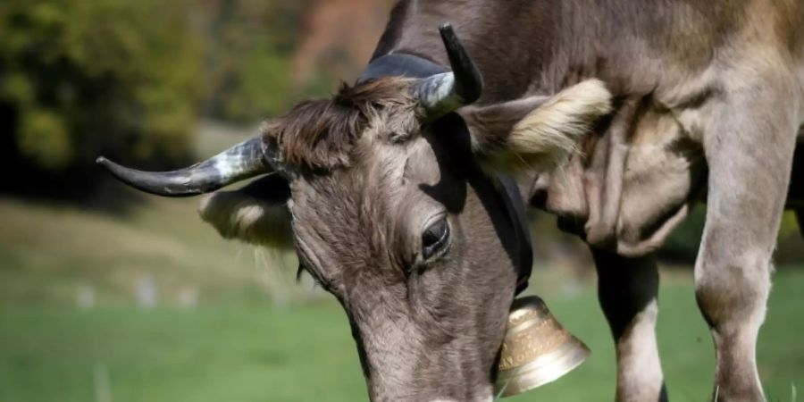 Kuh mit Weideglocke