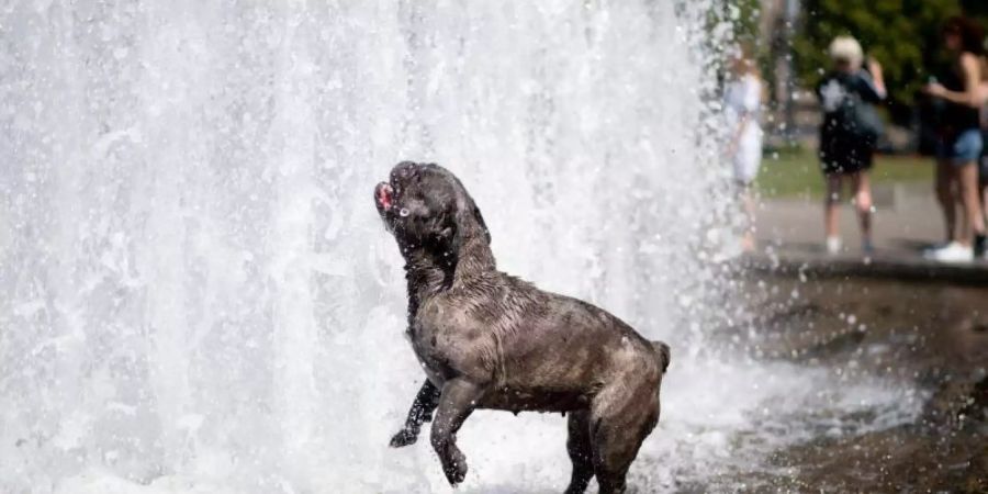 Ein Mops erfrischt sich bei heissen Temperaturen in einem Springbrunnen im Berliner Lustgarten. Foto: Kay Nietfeld