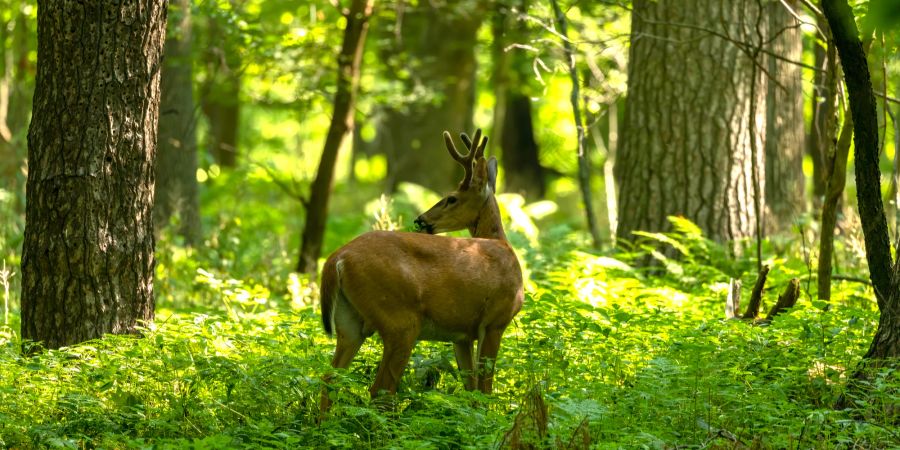 Rehbock, Wald, Natur, Wildtiere