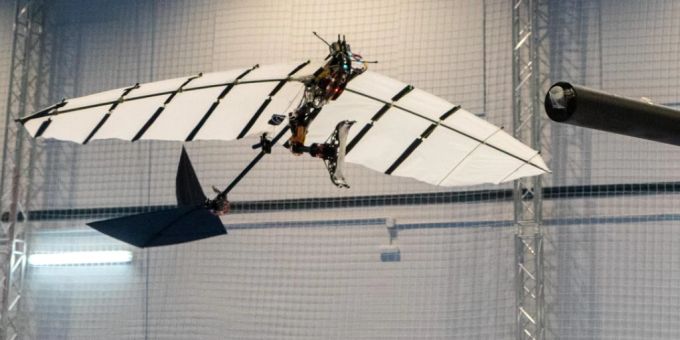 Der Vogelroboter kann eine Sitzstange anfliegen und darauf landen. Vogelroboter