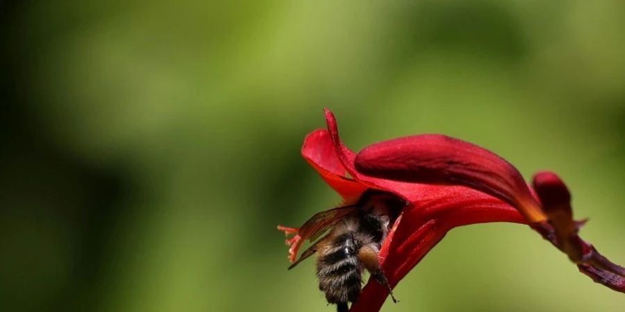 Biene auf einer Blüte