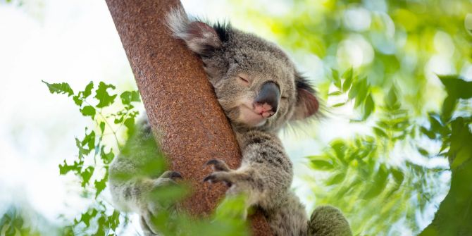 Koala Bär