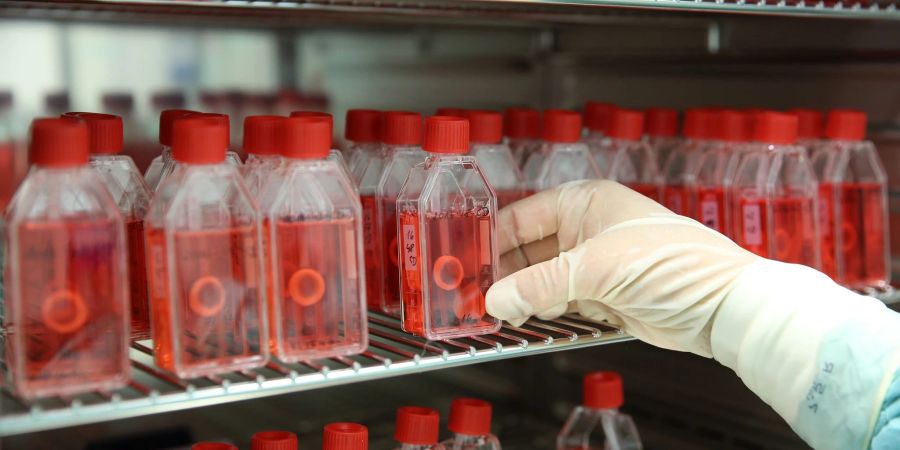 In der Gewebebank Mecklenburg-Vorpommern im Biomedizinischen Forschungszentrum (BMFZ) Rostock zeigt eine Mitarbeiterin den Brutschrank mit präparierter menschlicher Hornhaut.