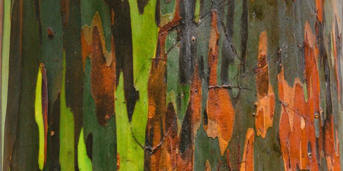 Er trägt seinen Namen zu Recht: der Regenbogen-Eukalyptus. Baum Rinde Regenbogen Eukalyptus