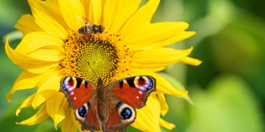 ARCHIV - Ein Tagpfauenauge sitzt auf einer Sonnenblume. Foto: Sina Schuldt/dpa