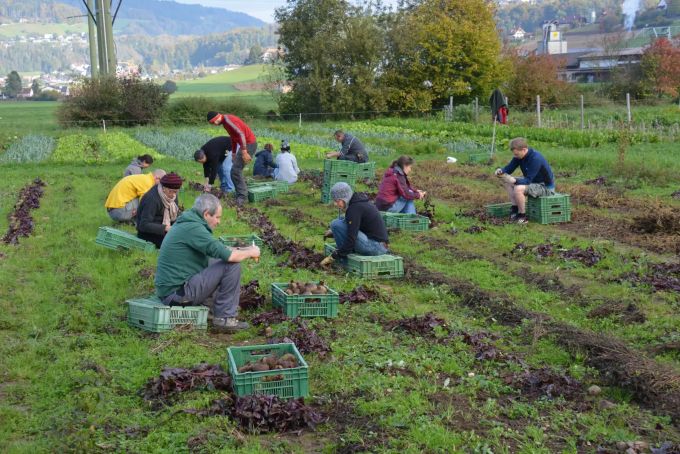 Solidarische Landwirtschafts-Genossenschaft: Konsument*innen und Produzent*innen zusammenführen stärkt beide Seiten. Grüne Emmental