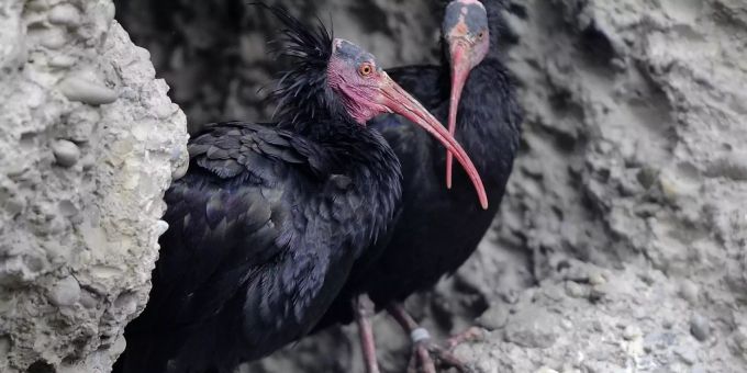 Basel - Zoo Basel eröffnet begehbare Aussenvoliere beim Vogelhaus