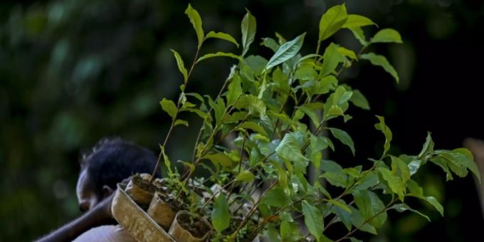 Sri Lanka wollte komplett auf Bio-Anbau umstellen Sri Lanka wollte komplett auf Bio-Anbau umstellen