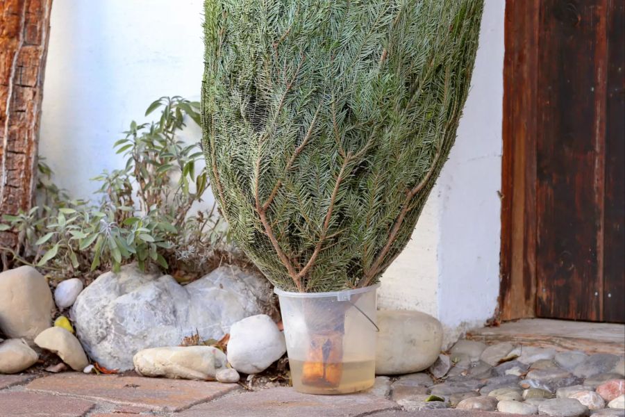 Tannenbaum im Netz im Wassereimer vor Haus