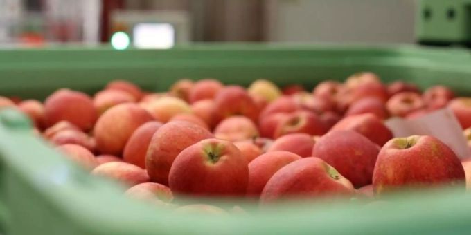 Geringe Ernte von Tafeläpfeln: Frostnächte im Frühling und Unwetter ab Juni machen 2021 zu einem miserablen Obstjahr. Obsternte fällt schlecht aus