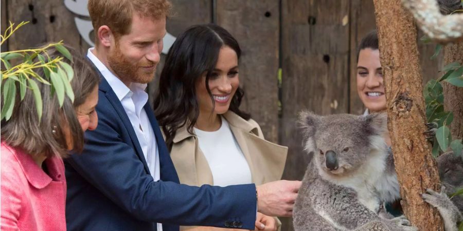 Prinz Harry und Meghan streicheln einen Koala in Australien.