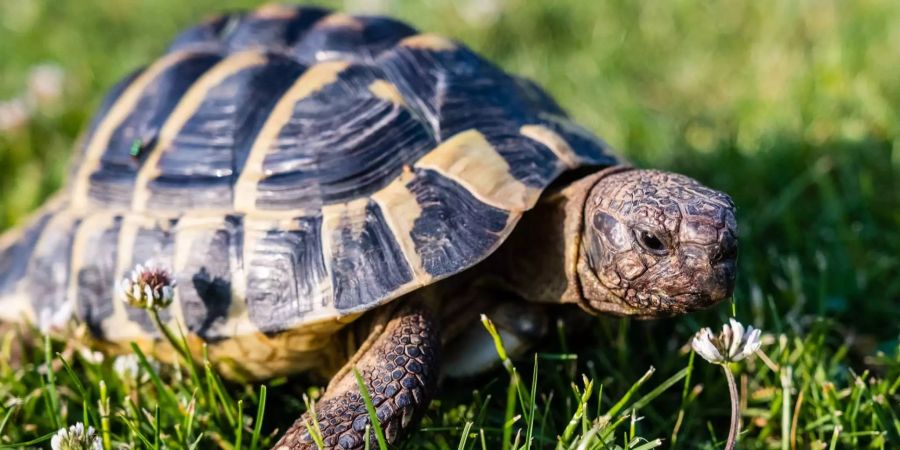 Eine Griechische Landschildkröte geht über eine Wiese.