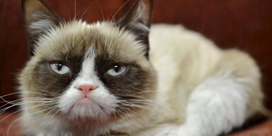 Katzen Grumpy Cat