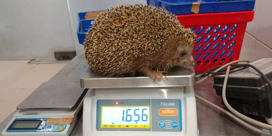 Igel «Sherman» hat sich ein Gewicht von 1,6 Kilo angefressen. Normalerweise wiegt ein Igel 600 bis 900 Gramm.