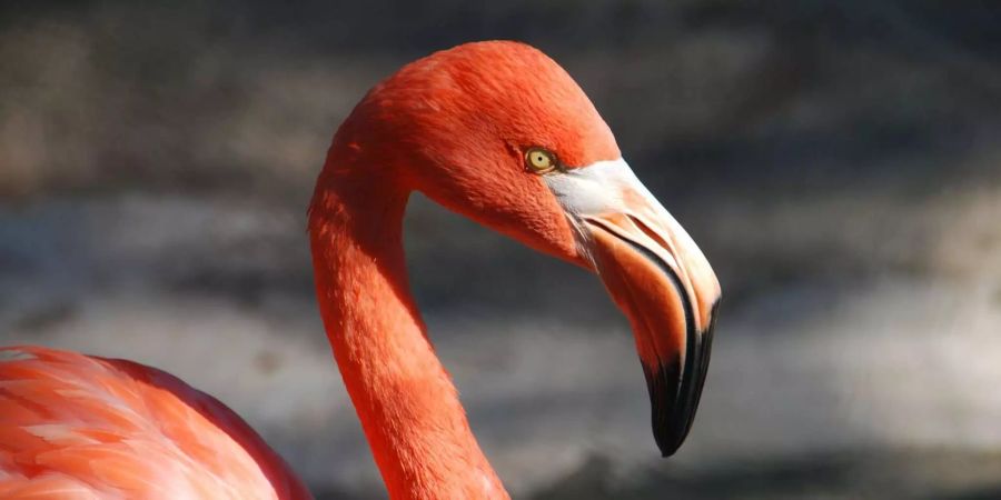 Der junge Flamingo wollte nicht im Dählhölzli bleiben. Er besuchte gestern Abend die Berner Innenstadt.