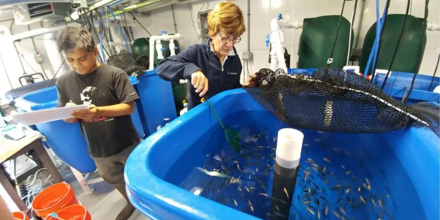 Die Wissenschaftler Pallab Sarker und Anne Kapuscinski forschen mit Nil-Tilapien (Oreochromis niloticus) an nachhaltige Aquakulturen.