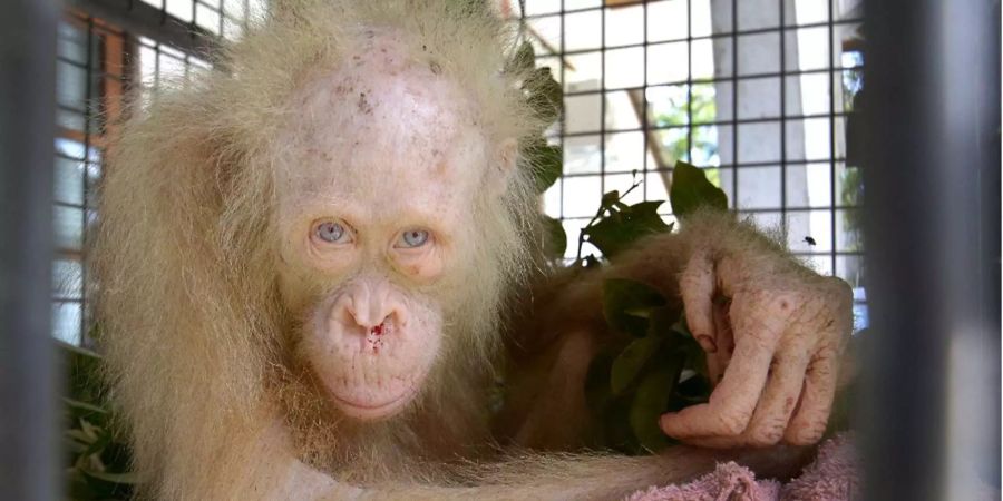 Die weisse Orang-Utan-Dame Alba in einer Rettungsstation von BOS.