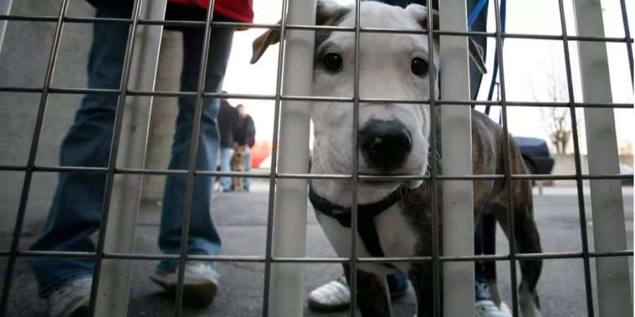 Dieser Hund wird vom Kantonalen Veterinäramt genauer unter die Lupe genommen.